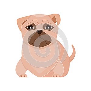 Flat Pugdog Illustration