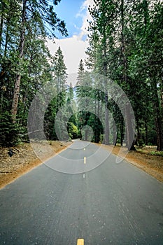 A flat road leading to the center of the picture with tall straight pine trees on all sides