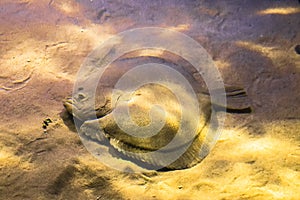 Flat sea fish flounder in the sand and in the flicker of light