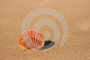 Flat sea shell on the sand