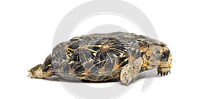 Flat-shelled pancake tortoise, Malacochersus tornieri, isolated on white
