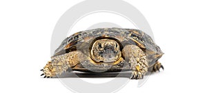 Flat-shelled pancake tortoise, Malacochersus tornieri, isolated on white