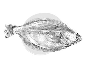 flat side fish handdrawn sketch illustration
