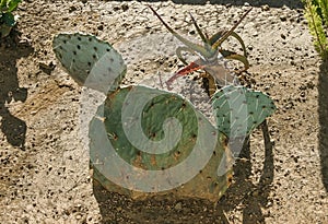 Flat, spiny stem of Opuntia spiny cactus in a flowerbed at Avalon on Catalina Island in the Pacific Ocean, California