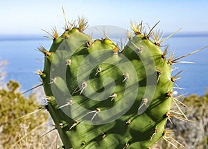 Flat, spiny stem of Opuntia spiny cactus on a mountain on Catalina Island in the Pacific Ocean, California