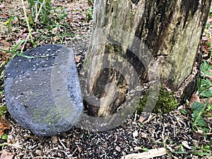 Flat Stone Next To Tree Missing Most Bark