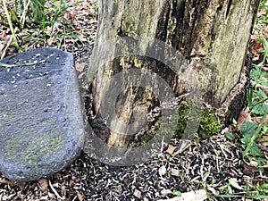 Flat Stone Next To Tree Missing Most Bark