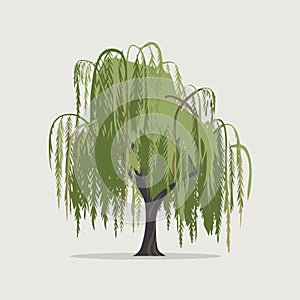A Flat-Style willow tree on a Plain White Background