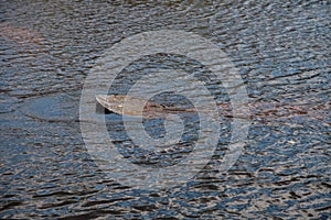 Flat tail of a manatee trichechus manatus latirostris