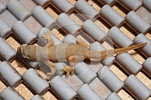 The flat-tailed house gecko or Hemidactylus platyurus adult photo