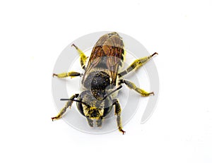 Flat tailed Leaf cutter Bee - Megachile mendica - also called leafcutter, mason, orchard or cuckoo bee. Isolated on white