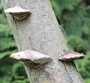 Flat Toadstools Growing on a Tree Trunk