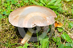 Flat top smooth brown mushroom found in New York