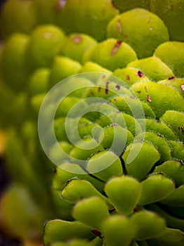 Flat-topped aeonium Aeonium tabuliforme