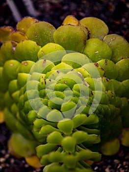 Flat-topped aeonium Aeonium tabuliforme