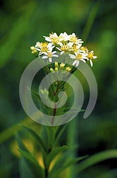 Flat-topped White Aster  32759
