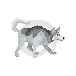 Flat vectir icon of playful Siberian husky. Adult domestic dog with gray coat and blue shiny eyes. Home pet. Human s
