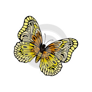 Flat vector of butterfly with beautiful pattern on wings. Flying insect. Nature and entomology theme