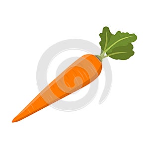 Flat vector of Carrot isolated on white background.