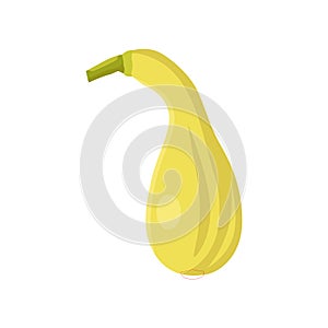 Flat vector of Crookneck squash isolated on white