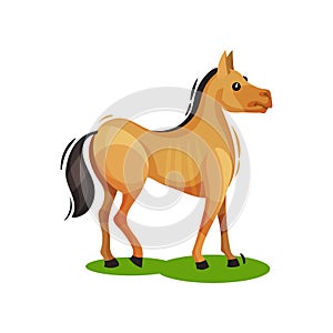 Flat vector design of brown horse standing on green grass, side view. Hoofed mammal animal. Wildlife theme