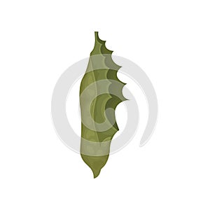Flat vector of green butterfly pupa. Stage of butterfly life cycle. Insects and entomology theme