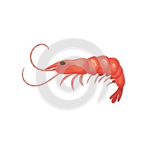 Flat vector icon of big fresh shrimp. Prawn with red shell. Seafood theme. Element for product packaging or promo poster