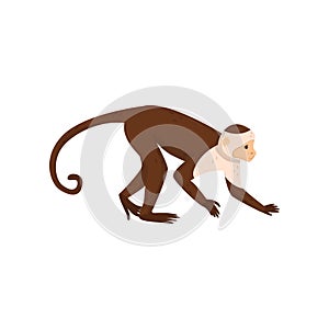 Flat vector icon of brown capuchin, side view. Small monkey with long tail. Wild animal from rainforest. Wildlife or