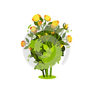 Flat vector icon of bush with bright yellow-orange roses and green leaves. Shrub with beautiful flowers. Garden plant