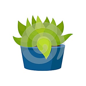 Flat vector icon of cactus with green leaves in blue ceramic pot. Succulent plant. Natural home decor element. Small