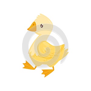 Flat vector icon of cute young duck. Farm bird with yellow feathers, orange beak and legs. Poultry farming