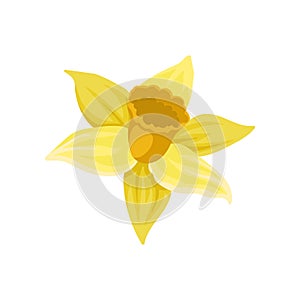Flat vector icon of daffodil. Narcissus with bright yellow petals. Spring flower. Element for botanical book, postcard