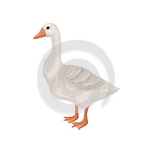 Flat vector icon of goose, side view. Large farm bird with long neck, orange beak and legs. Rural animal