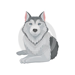 Flat vector icon of lying Siberian husky. Dog with gray coat and blue shiny eyes. Element for poster of zoo store or