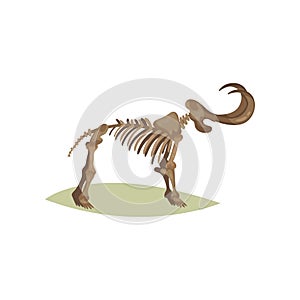 Flat vector icon of mammoth skeleton. Bones of prehistoric animal. Object of paleontology museum