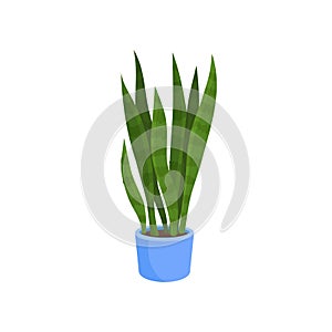 Flat vector icon of sansevieria trifasciata or snake plant in blue pot. Decorative houseplant with long bright green