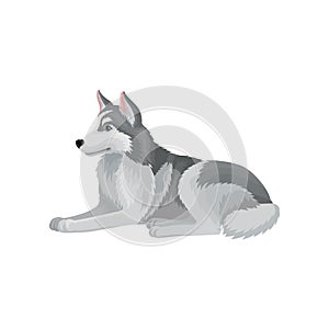 Flat vector icon of Siberian husky lying isolated on white background. Dog with fluffy gray coat. Home pet. Domestic