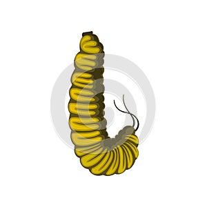 Flat vector icon of yellow caterpillar. Larva of butterfly. Insect with pair of antennae. Entomology theme photo