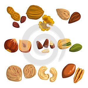 Flat vector icons of nuts and seeds. Hazelnut, pistachio, cashew, nutmeg, walnut, brazil nut, pecan, peanut and almond