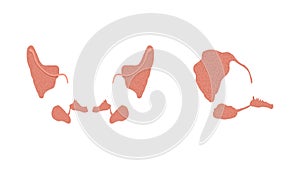 Flat vector illustration of healthy parotid, submandibular, and sublingual salivary glands photo