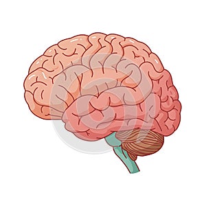 Flat vector illustration of human brain, human brain diagram, vector illustration of human brain