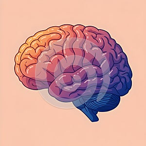 Flat vector illustration of human brain, human brain diagram, vector illustration of human brain