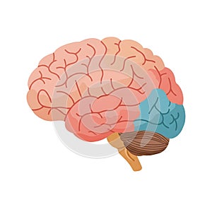 Flat vector illustration of human brain, human brain diagram, vector illustration of human brain