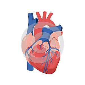Flat vector illustration of human heart, human heart diagram, vector illustration of human heart