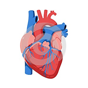Flat vector illustration of human heart, human heart diagram, vector illustration of human heart