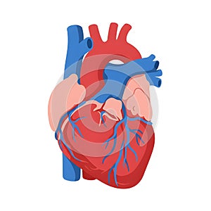 Flat vector illustration of human heart, human heart diagram, vector illustration of human heart