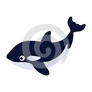 flat vector illustration of killer whale isolated on white