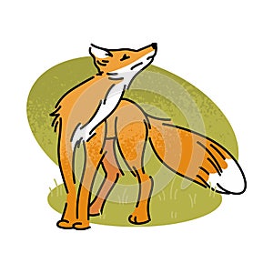 Flat vector illustration of a red fox. Wild forest animal isolated on white background. Carnivorous mammal, wildlife