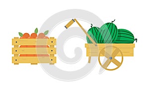 Flat vector illustration of wooden box with juicy oranges and wheelbarrow with ripe watermelons. Organic fruits