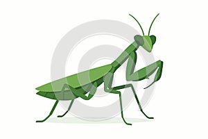 Flat vector mantis standing with folded legs and angular posture, green tone, vector-friendly, isolated on white